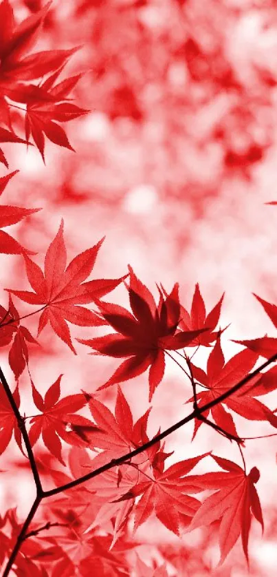 Red maple leaves create a vibrant and elegant mobile wallpaper design.