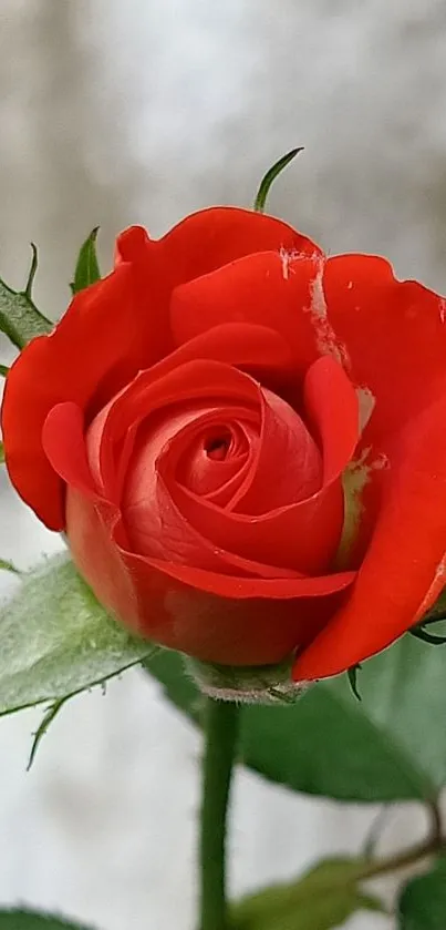 Close-up of a vibrant red rose with detailed petals and green leaves.