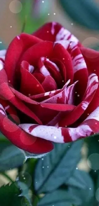 Red and white striped rose with sparkling bokeh.