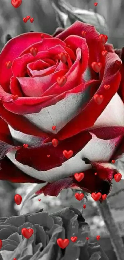 Beautiful red rose in grayscale background for mobile wallpaper.