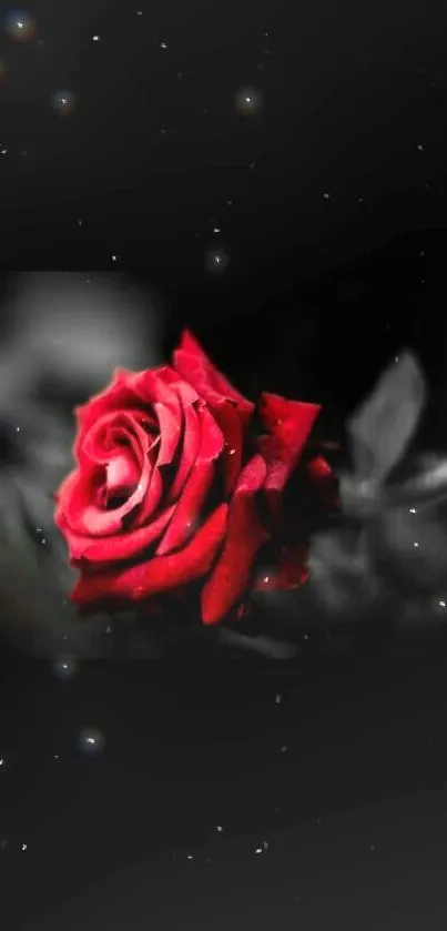 Elegant red rose on black background for phone.