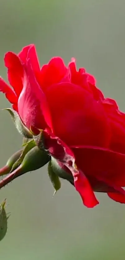 Beautiful red rose close-up on a serene green background.