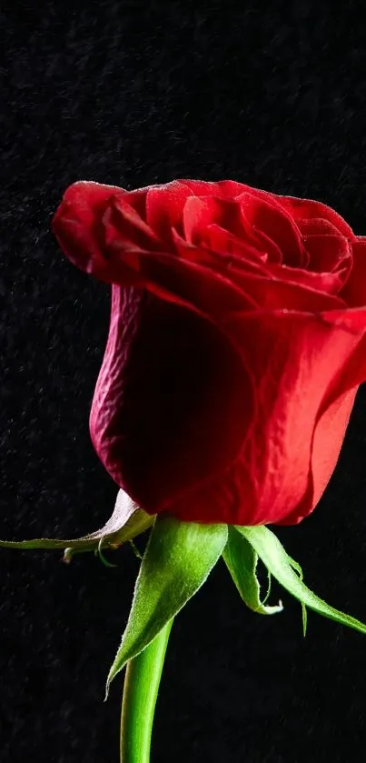 Red rose against a black background, showcasing vivid colors and elegant petals.