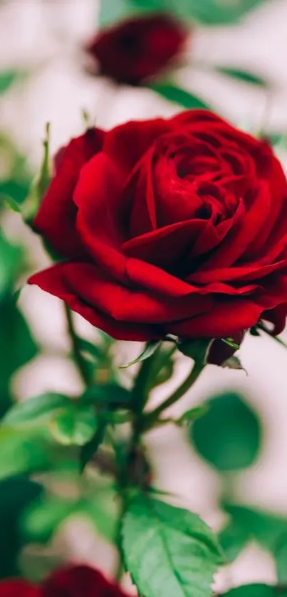 Beautiful red rose blossoming with green leaves.