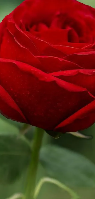 Beautiful red rose with green leaf background.