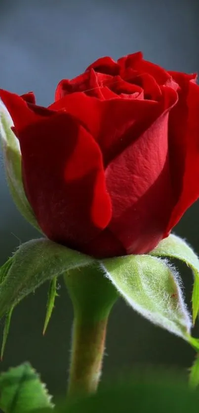 Close-up of a beautiful red rose against a dark background.