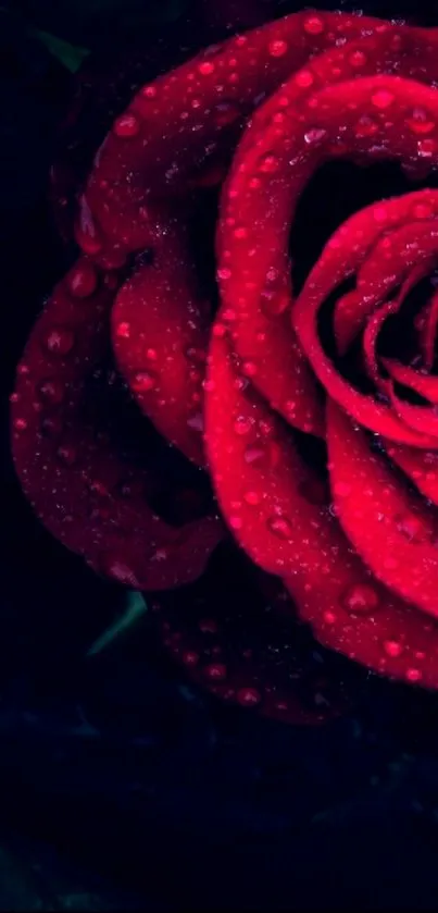 Close-up of a red rose with dew drops on petals.