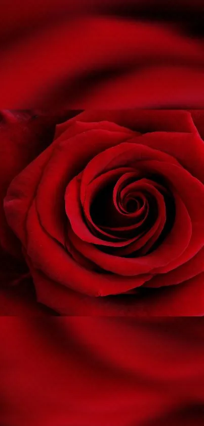 Mobile wallpaper featuring a stunning red rose with spiral petals.