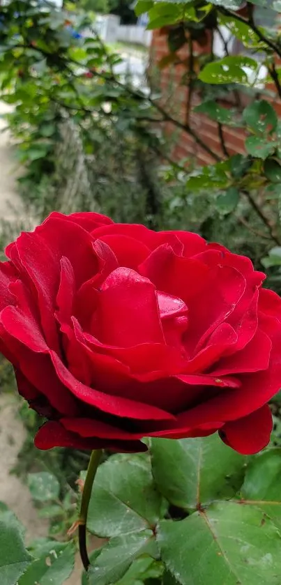 Close-up of a vibrant red rose in a garden setting.