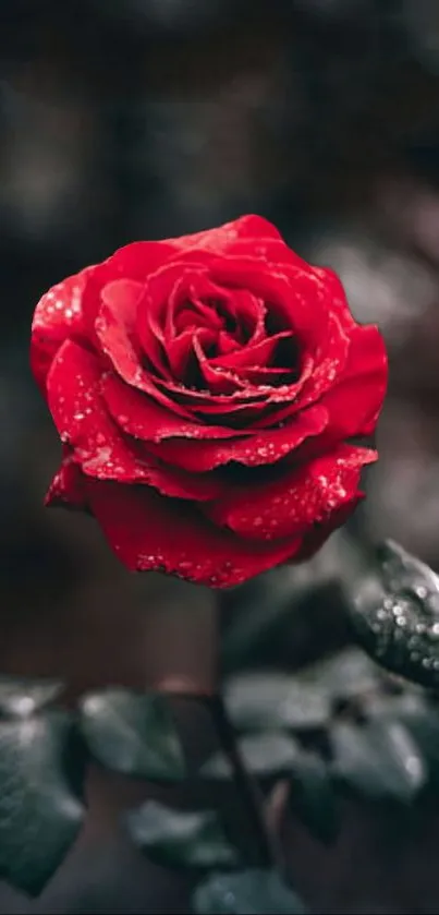 Close-up of a red rose with dewy leaves.