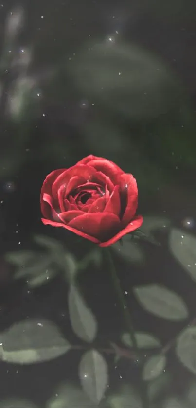 A vibrant red rose with a blurred background.