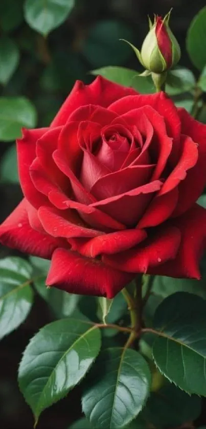 Vibrant red rose with lush green leaves