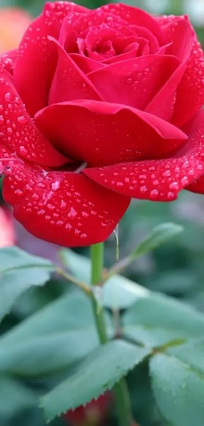 Mobile wallpaper of a stunning red rose with dewdrops.