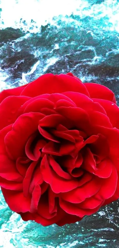 Red rose with a water backdrop fills the screen.