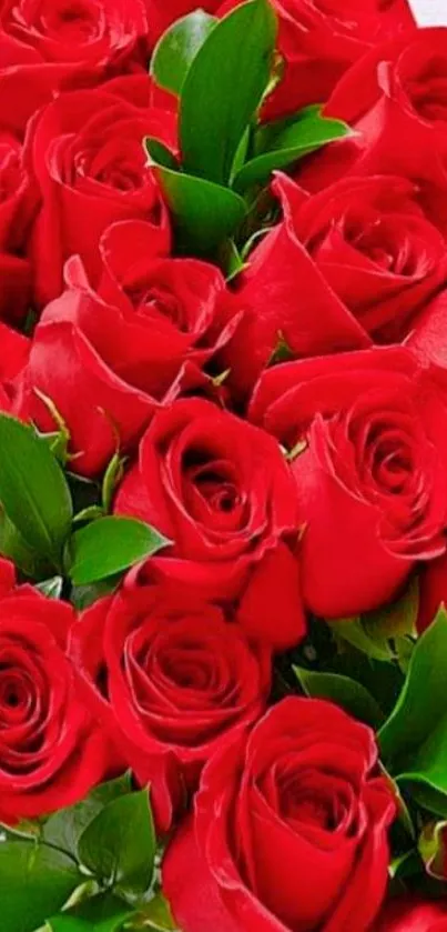 Vibrant red roses with lush green leaves, creating an elegant mobile wallpaper.