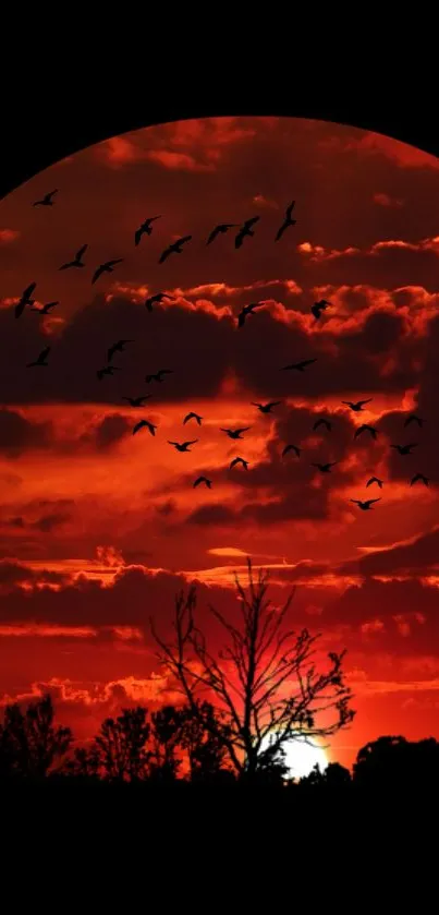 Red sunset with silhouetted birds and tree.