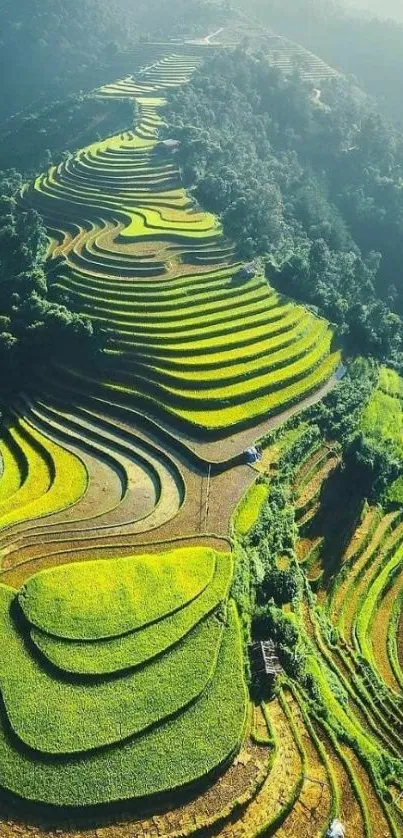 Vibrant rice terraces cascading down lush green hills.