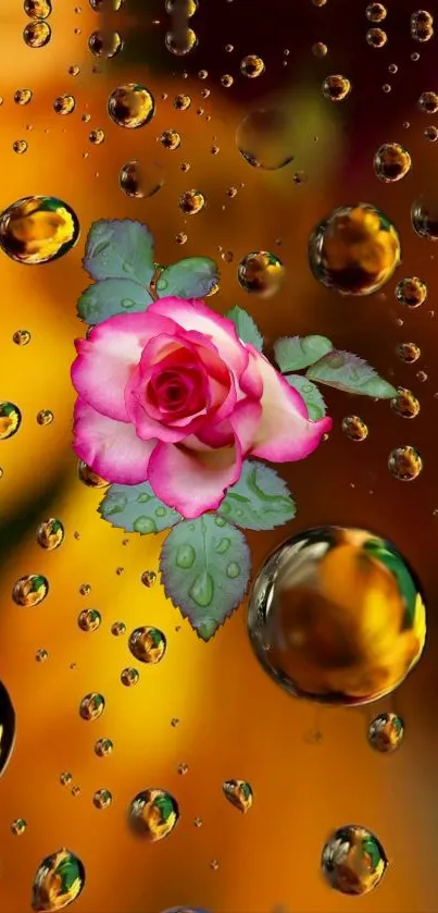 Vibrant pink rose with water droplets on orange background.