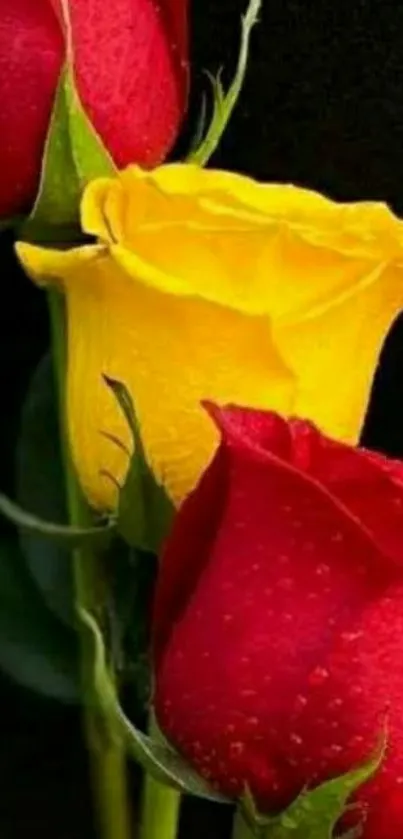 Vibrant red and yellow roses against a black background.