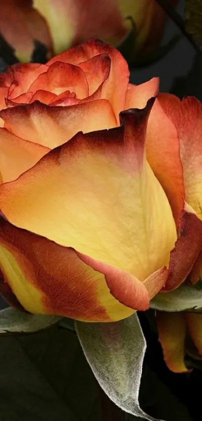 Vibrant orange-red rose bloom on dark background.