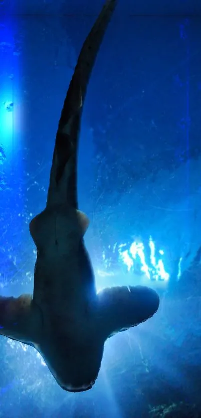 Silhouette of a shark against a vibrant blue underwater backdrop.
