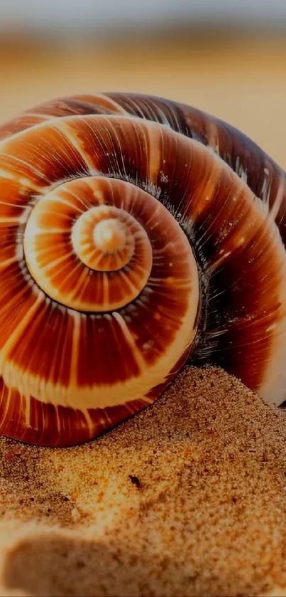 Close-up of a spiral shell on sandy beach.