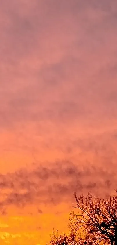 Silhouette of trees against a vibrant orange sunset sky.