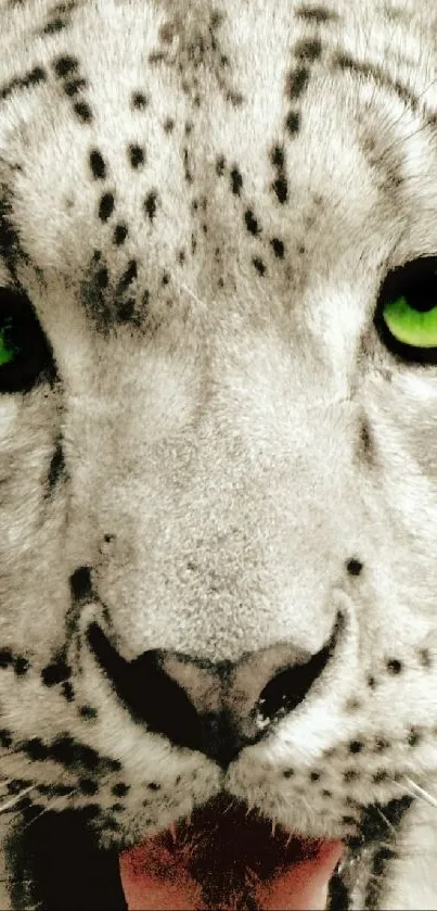 Close-up of a snow leopard with striking green eyes.