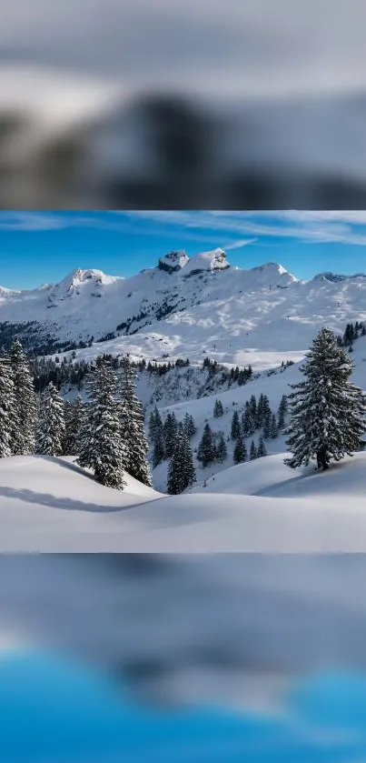 Snowy mountain landscape with pine trees under a bright blue sky.