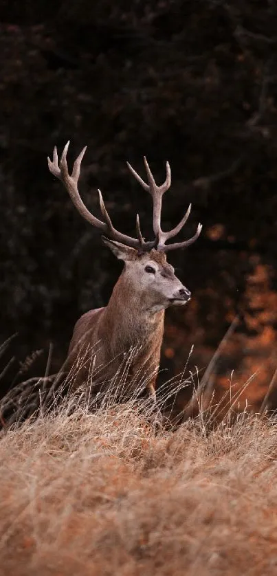 Majestic stag standing in an autumn forest scene wallpaper.