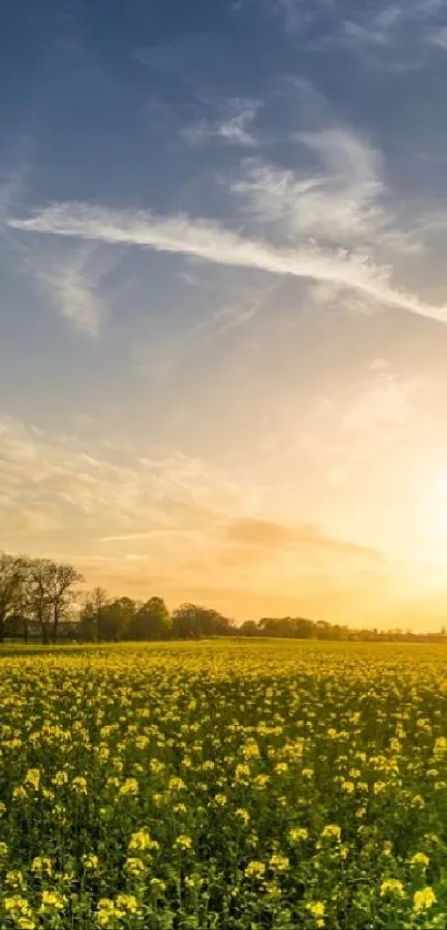 Field with yellow flowers under a sunset sky, framed by a line of trees.