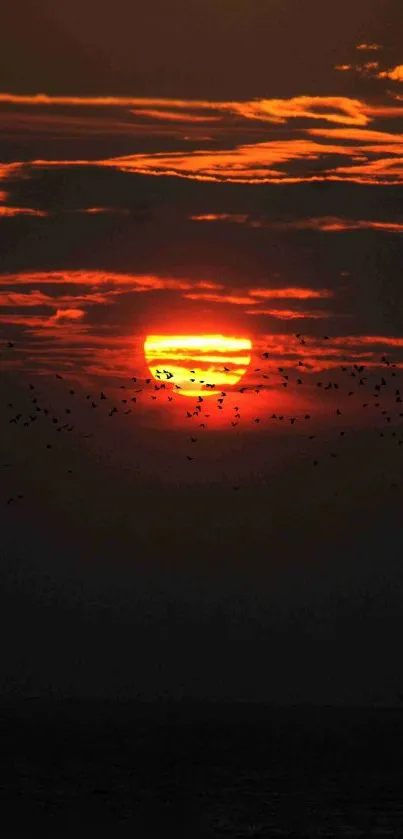 Fiery sunset with birds silhouettes against orange sky.