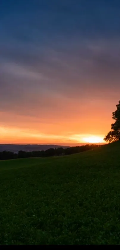 Serene sunset over a lush green field with a silhouetted tree.