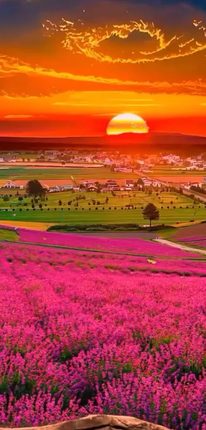 Sunset over lavender fields with vibrant orange and pink hues.