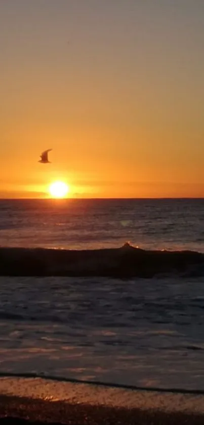 Sunset over ocean with bird flying.