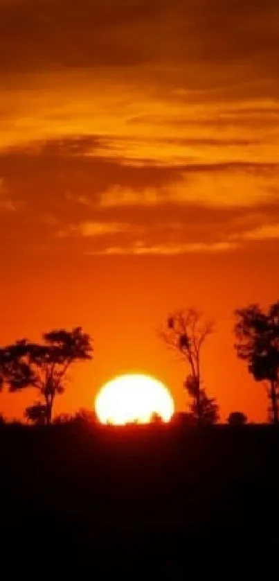 Silhouette of trees against a vibrant sunset sky in dark orange tones.