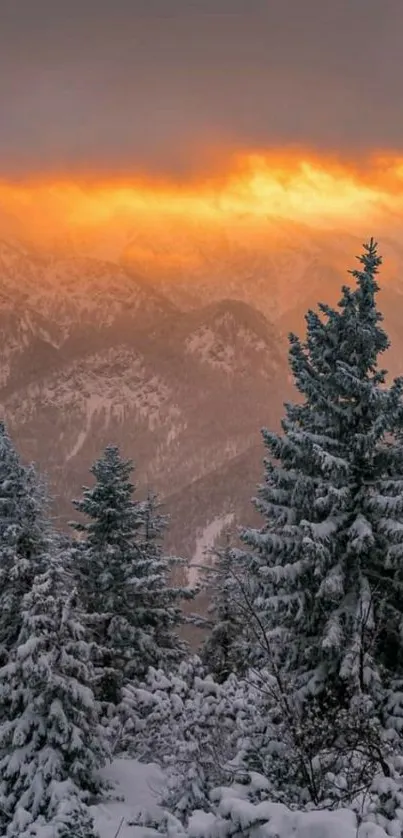 Snowy landscape with pine trees and an orange sunset sky.