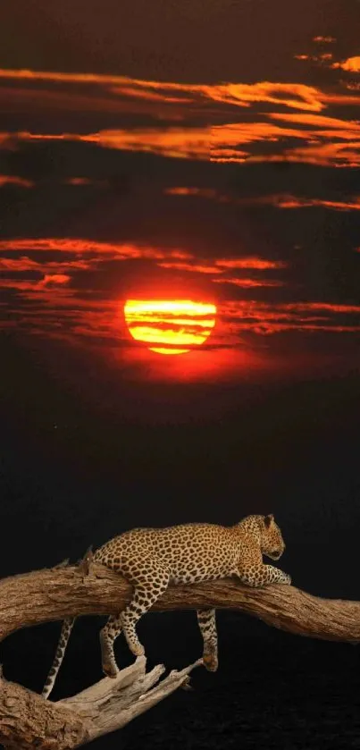 Leopard resting on a branch with a vivid sunset backdrop.