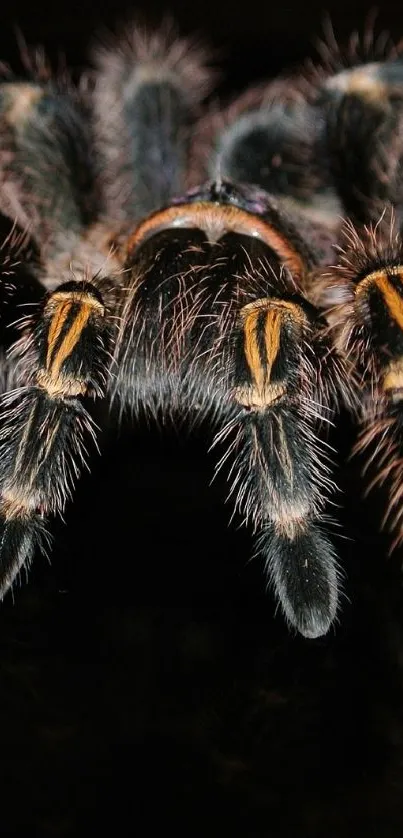 Close-up view of a detailed tarantula on a black background for phone wallpaper.