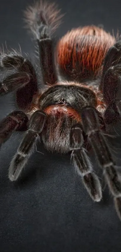 Close-up view of a tarantula on a black background.