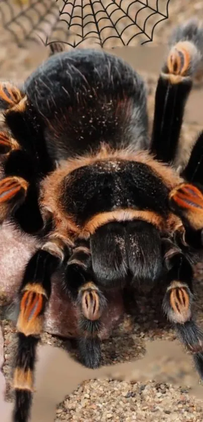 Close-up image of a colorful tarantula on a sandy surface.