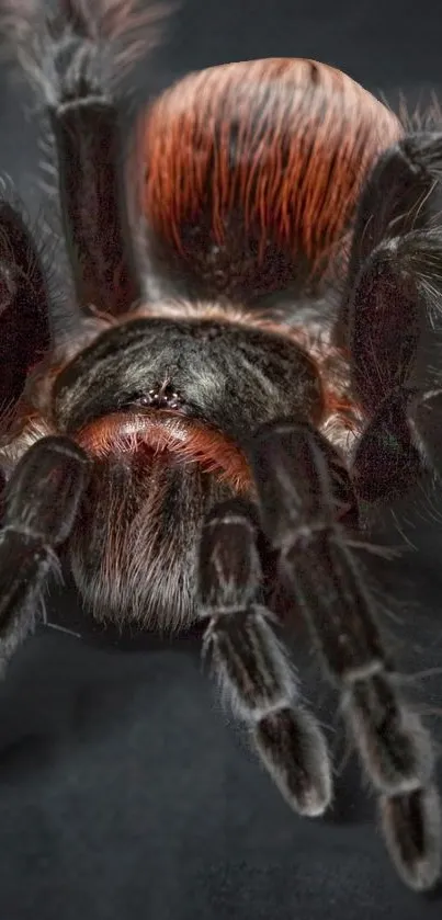 Detailed tarantula with dark brown and orange hues on a mobile wallpaper.