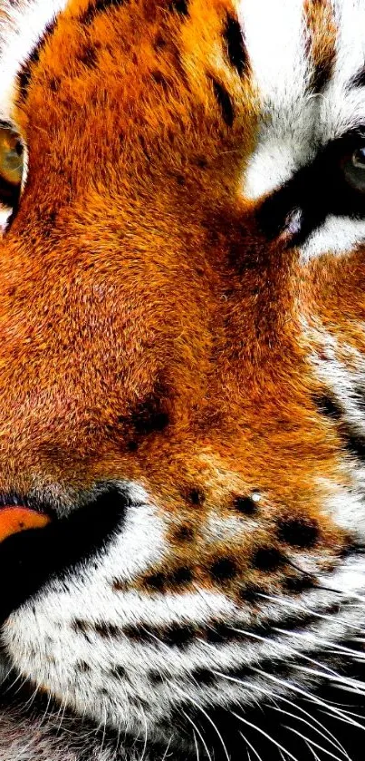 Close-up of a tiger's face in vibrant detail.