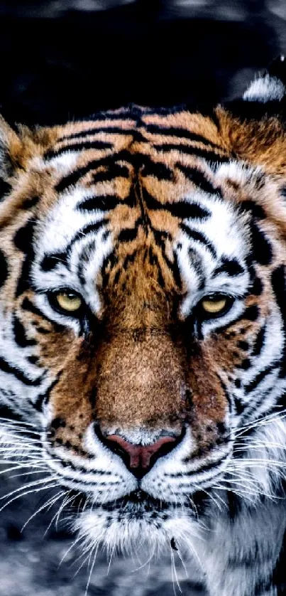 Close-up image of a majestic tiger with striking golden brown and black stripes.