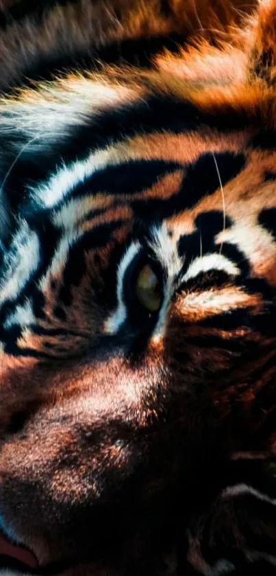 Close-up of a tiger with striking orange and black stripes.