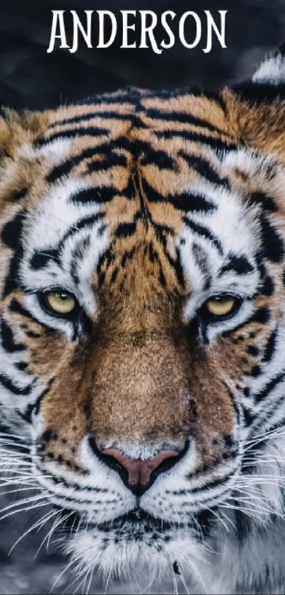 Close-up of a tiger face with striking eyes.