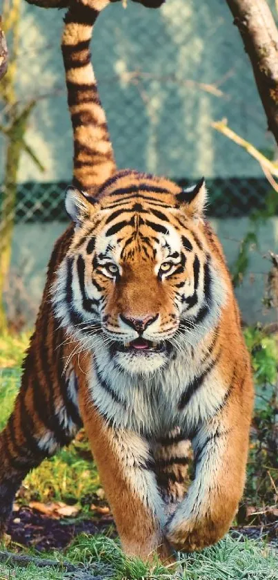 Bengal tiger walking through a vibrant forest setting.