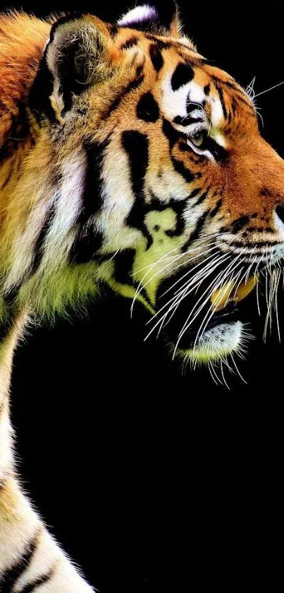 Majestic Bengal tiger showcasing vibrant colors on a black background.