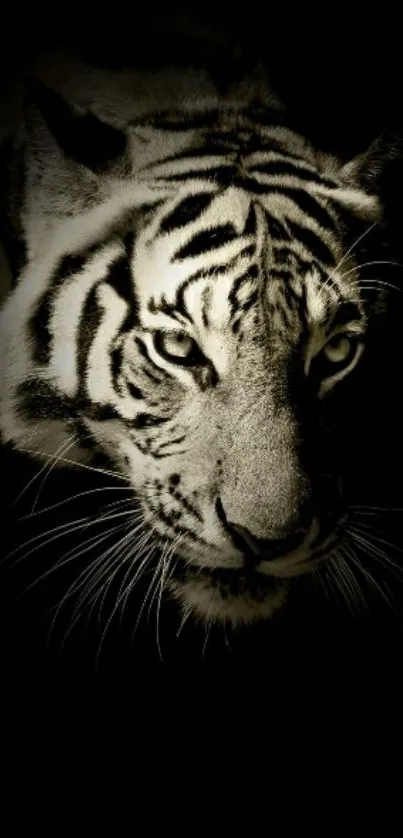 Majestic tiger face on a black background wallpaper.