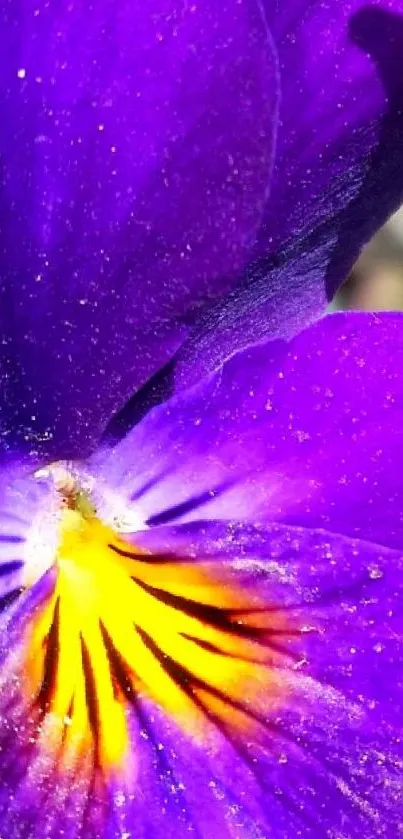 Close-up of a vibrant purple and yellow flower on a mobile wallpaper.